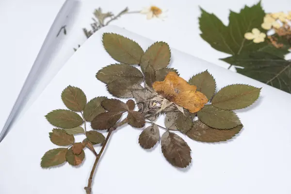 stock image Mold on herbarium on dried tea rose plant due to improper storage