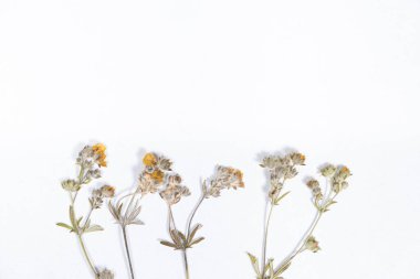 Bitki, kurutulmuş, beyaz arka planda yakıcı bir düğün çiçeği.