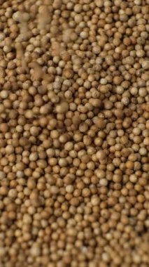 Kişniş tohumları Aromatik Baharat Dikey Yavaş Hareket.