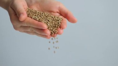 Eller kişniş tohumları döküyor Gri arka planda ağır çekimde baharat.