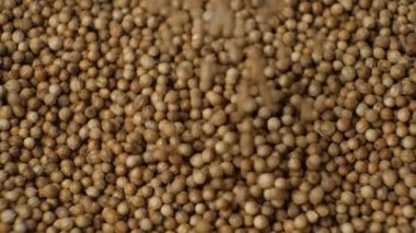 Kişniş Tohumları Aromatik Baharat Yavaş Hareket.