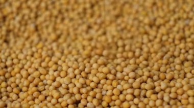 Hardal tohumları yavaş çekimde yığılıyor..