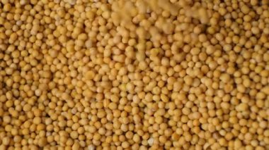 Hardal taneleri üstten alta doğru akıyor..