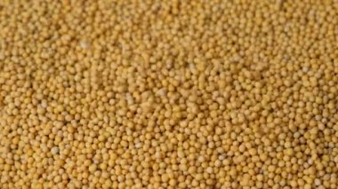 Hardal tohumları yavaş çekimde yığılıyor..