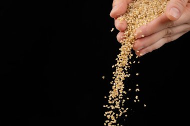 Eller pişmemiş buğday homurdanmalarını metin için siyah arkaplan kopyalama alanına döker.