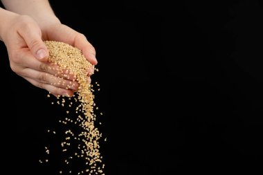 Eller pişmemiş buğday homurdanmalarını metin için siyah arkaplan kopyalama alanına döker.