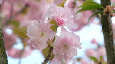 Kiraz çiçekleri, narin pembe çiçekler, yakın çekim yavaş çekim..