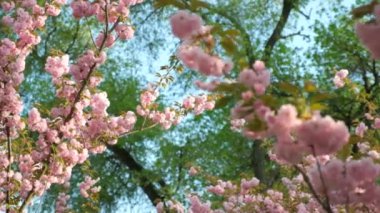 Kiraz çiçeği bahçesinde yürüyorum, bir sürü ağaç, ağır çekim