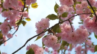 Gökyüzünün arka planında kiraz çiçeklerinin sakin meditasyon arka planı