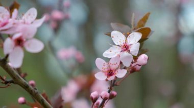 Güzel çiçek açan ağaç, süslenmiş erik ağacında pembe çiçekler.