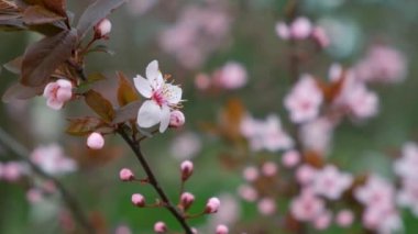 Güzel çiçek açan ağaç, süslenmiş erik ağacında pembe çiçekler.