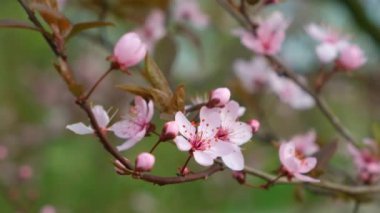 Güzel çiçek açan ağaç, süslenmiş erik ağacında pembe çiçekler.