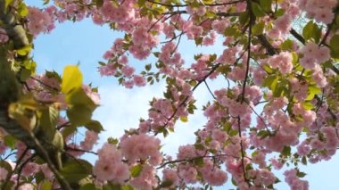 Güzel Japon kiraz çiçekleri yavaş çekimde.