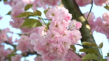 Kiraz çiçekleri, narin pembe çiçekler, yakın plan.