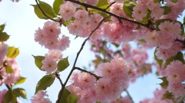 Gökyüzünün arka planında kiraz çiçeklerinin sakin meditasyon arka planı