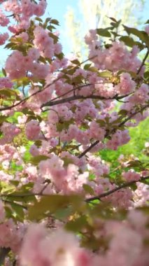 Bahçede pembe kiraz çiçekleri, dikey çekim, sakin meditasyon videosu.