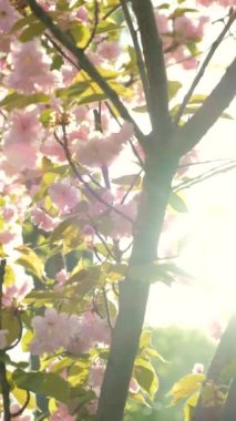 Yavaş Hareketli Dikey Kiraz Çiçekleri Çekimi, Bahar Bahçesi.