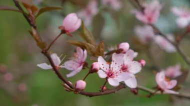 Güzel çiçek açan ağaç, süslenmiş erik ağacında pembe çiçekler.