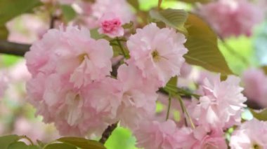 Kiraz çiçekleri, narin pembe çiçekler, yakın plan.