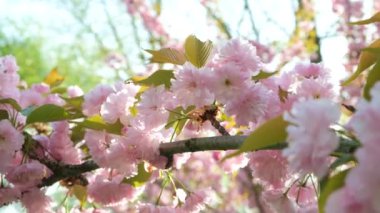 Kiraz çiçekleri, narin pembe çiçekler, yakın plan.