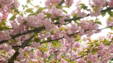 Güneş ışınları ve kiraz çiçeği bahçesi, yavaş çekim