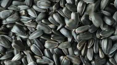 Macro Siyah Kabuksuz Ayçiçeği Tohumları Yavaş Hareket Ediyor.