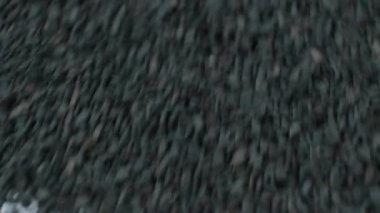 Soyulmamış siyah susam tohumları beyaz arka planda yavaş çekimde serpilmiştir..