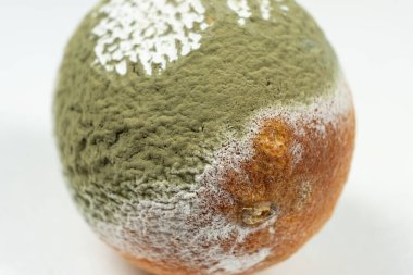 Limon yüzeyinde çürüme ve mantar gelişimi.