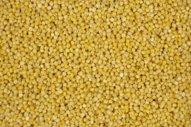 Tüm darı taneleri üst görünüm makrosu.