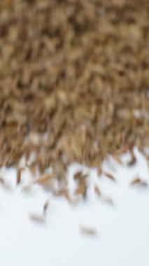 Tüm kimyon tohumları, Carum carvi L beyaz arka plana, dikey yavaş çekime dağılır..