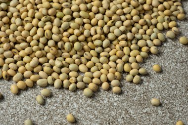 Pişmemiş soya tohumu. Sağlıklı ve Besleyici Legumes.