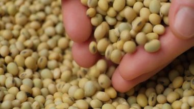 Eller organik soya fasulyelerini yavaş çekimde döküyor.