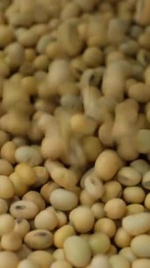 Pişmemiş soya tohumları dökülüyor. Sağlıklı ve besleyici baklagiller. Dikey Yavaş Hareket.
