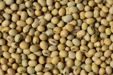 Organik çiğ soya fasulyesi yakın plan, vejetaryen süper yiyecek, en iyi manzara..