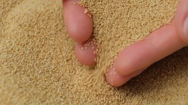 Eller organik amaranth taneciklerini yavaş çekimde döküyor..