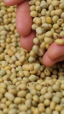 Eller organik soya fasulyelerini yavaş çekimde dikey çekimde döküyor.