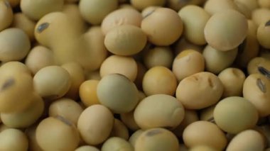 Pişmemiş soya tohumları dökülüyor. Sağlıklı ve besleyici baklagiller. Yavaş Hareket.