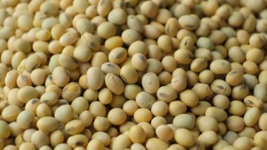 Pişmemiş soya tohumu. Sağlıklı ve Besleyici Legumes.