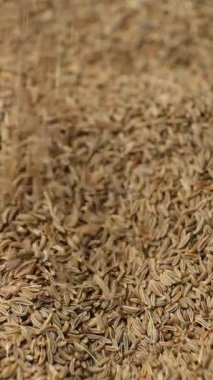 Kurutulmuş Kimyon Geleneksel ve Doğal Baharat Dökümü, Dikey Yavaş Hareket.