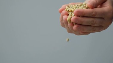 Eller organik soya fasulyelerini yavaş çekimde döküyor.