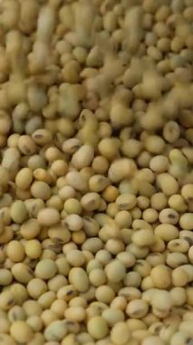 Pişmemiş soya tohumları dökülüyor. Sağlıklı ve besleyici baklagiller. Dikey Yavaş Hareket.