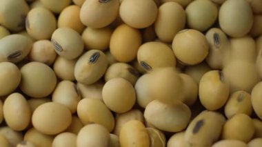Pişmemiş soya tohumları dökülüyor. Sağlıklı ve besleyici baklagiller. Yavaş Hareket.