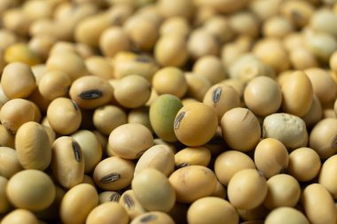Pişmemiş soya tohumu. Sağlıklı ve Besleyici Legumes.