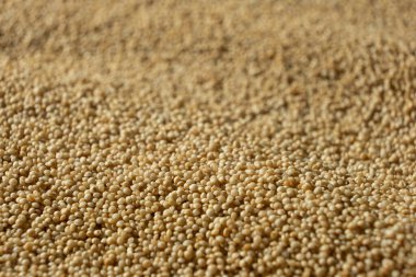 Pişmemiş Amaranth tohumları. Sağlıklı Glütensiz Taneli Makro.