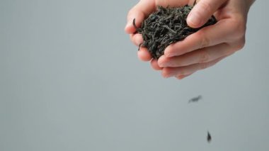 Eller siyah büyük yaprak döküyor Seylan çayı, yavaş çekim, metin için yer