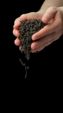 Siyah arka planda siyah yapraklı çay yaprakları var. dikey ağır çekim.