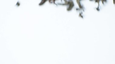 Beyaz arka planda siyah doğal Seylan çayı, yavaş çekim