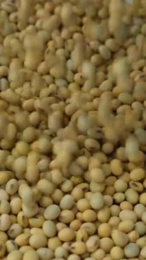 Pişmemiş soya tohumları dökülüyor. Sağlıklı ve besleyici baklagiller. Dikey Yavaş Hareket.