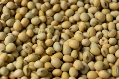 Bir yığın soya fasulyesi Doğal Protein kaynağı.