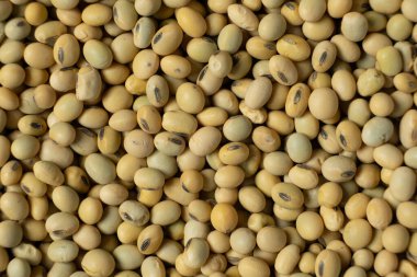 Organik çiğ soya fasulyesi yakın plan, vejetaryen süper yiyecek, en iyi manzara..